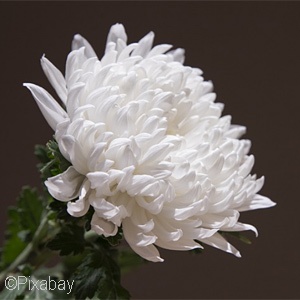 CHRYSANTHEMUM WHITE