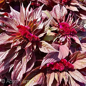 CELOSIA DRACULA