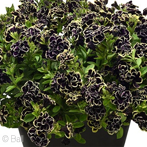 PETUNIA MIDNIGHT GOLD