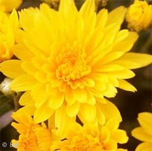 CHRYSANTHEMUM GOLD RIOT