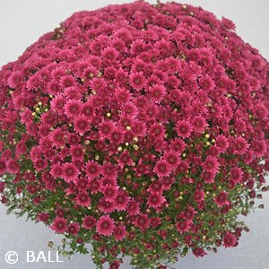 CHRYSANTHEMUM WICKED PURPLE