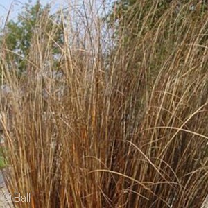 CAREX RED ROOSTER