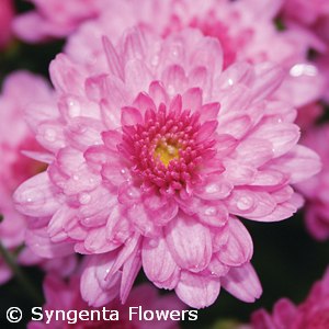 CHRYSANTHEMUM CHELSEY PINK