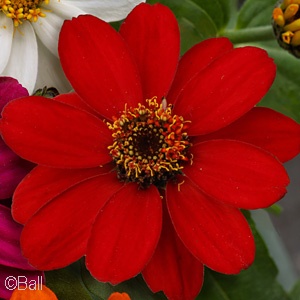 ZINNIA PROFUSION RED