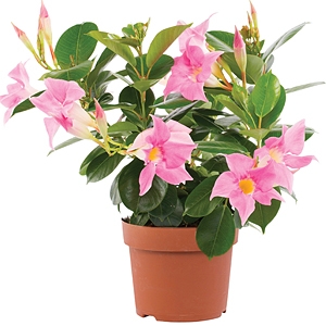 DIPLADENIA PINK