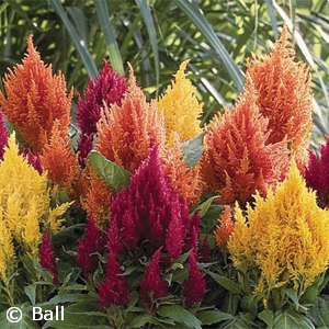 CELOSIA FRESH LOOK MIX