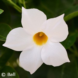 DIPLADENIA WHITE