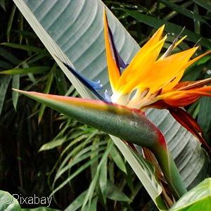 BIRD OF PARADISE