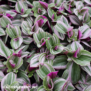 TRADESCANTIA GENERIC