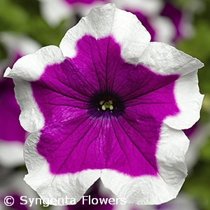 PETUNIA SANGUNA PICOTEE PUNCH