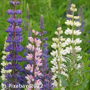 LUPINUS WEST COUNTRY MIX