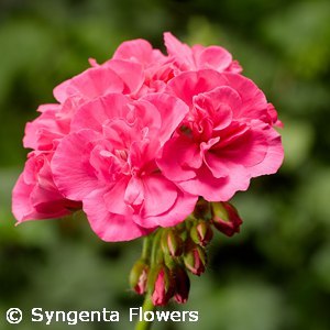 GERANIUM CALLIOPE PINK