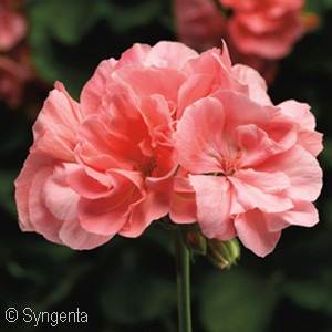 GERANIUM CALLIOPE SALMON