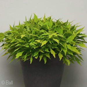 COLEUS FLAMETHROW SALSA VERDE