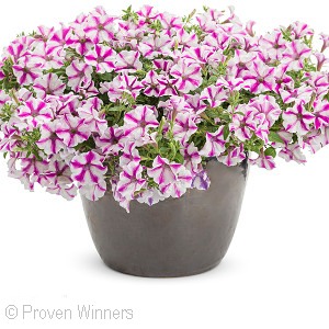 PETUNIA NOVELTY