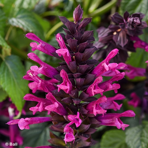 SALVIA PLUM CRAZY