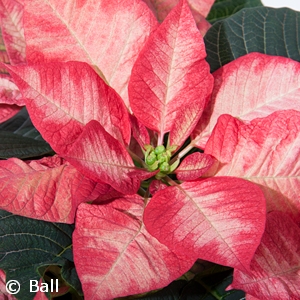 POINSETTIA CHRSTMS BTY PRNCESS