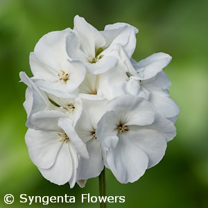 GERANIUM CALLIOPE WHITE