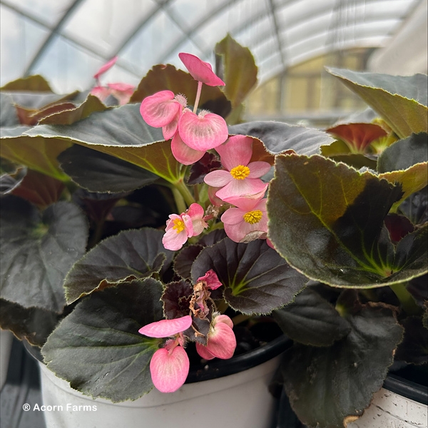 BEGONIA STONEHEDGE ROSE