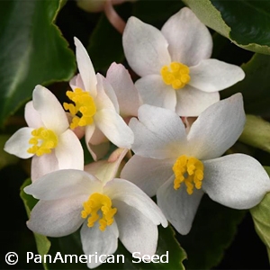 BEGONIA DRAGON WING WHITE