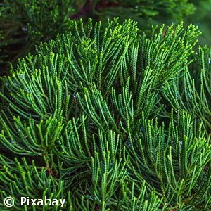 DACRYDIUM CUPRESSINUM