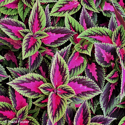 COLEUS MAINSTREET RUBY ROAD