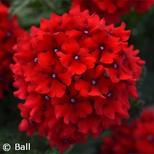 VERBENA ENDURASCAPE RED