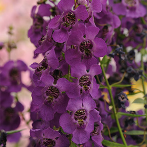 ANGELONIA ARCHANGEL DK PURPLE