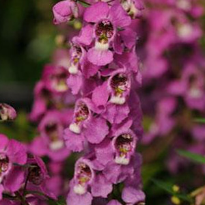 ANGELONIA SERENITA RASPBERRY