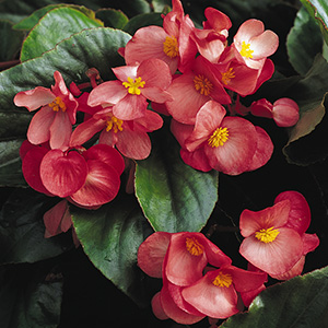 BEGONIA DRAGON WING PINK