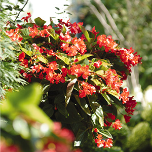 BEGONIA DRAGON WING RED