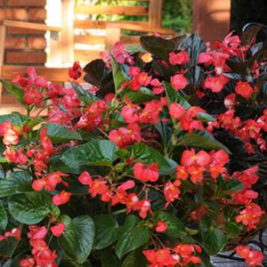 BEGONIA WHOPPER RED GREEN LEAF