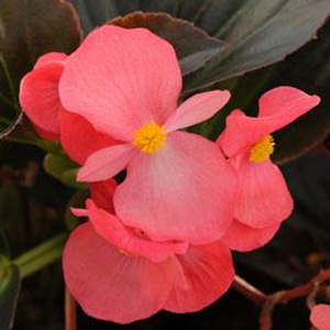 BEGONIA WHOPPER ROSE DARK LEAF