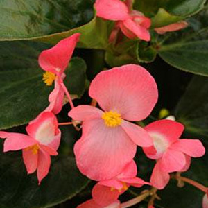 BEGONIA WHOPPER ROSE GRN LEAF