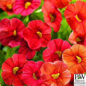 CALIBRACHOA ORANGE