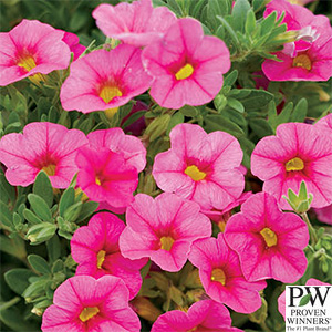 CALIBRACHOA PINK