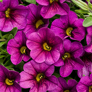 CALIBRACHOA PLUM