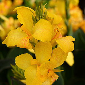 CANNA CANNOVA YELLOW