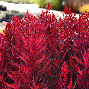 CELOSIA DRAGONS BREATH