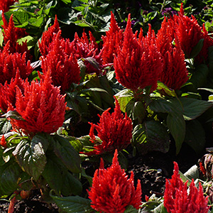 CELOSIA FRESH LOOK RED