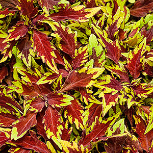 COLEUS APPLE BRANDY