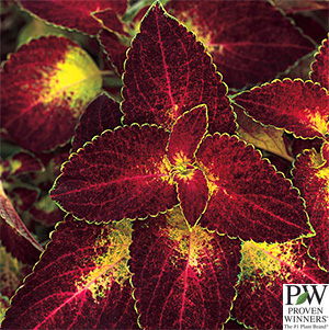 COLEUS DIPT IN WINE