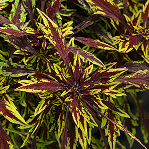 COLEUS FLAMETHROW CHIPOTLE