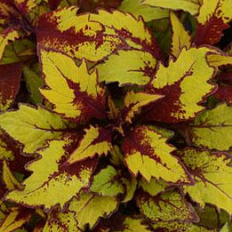 COLEUS FLAMETHROW SPICED CURRY