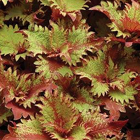 COLEUS HENNA