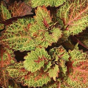 COLEUS INDIAN SUMMER