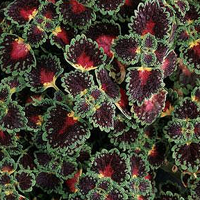 COLEUS LAVA ROSE