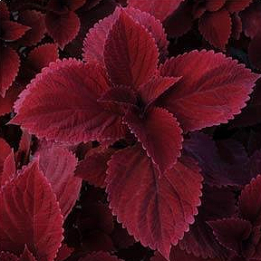 COLEUS REDHEAD