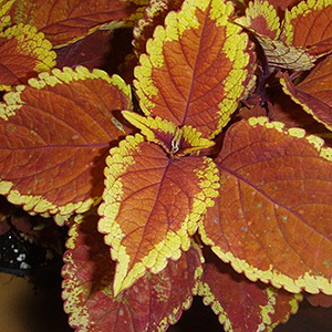 COLEUS TRUSTY RUSTY