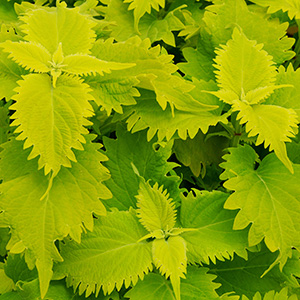 COLEUS WASABI